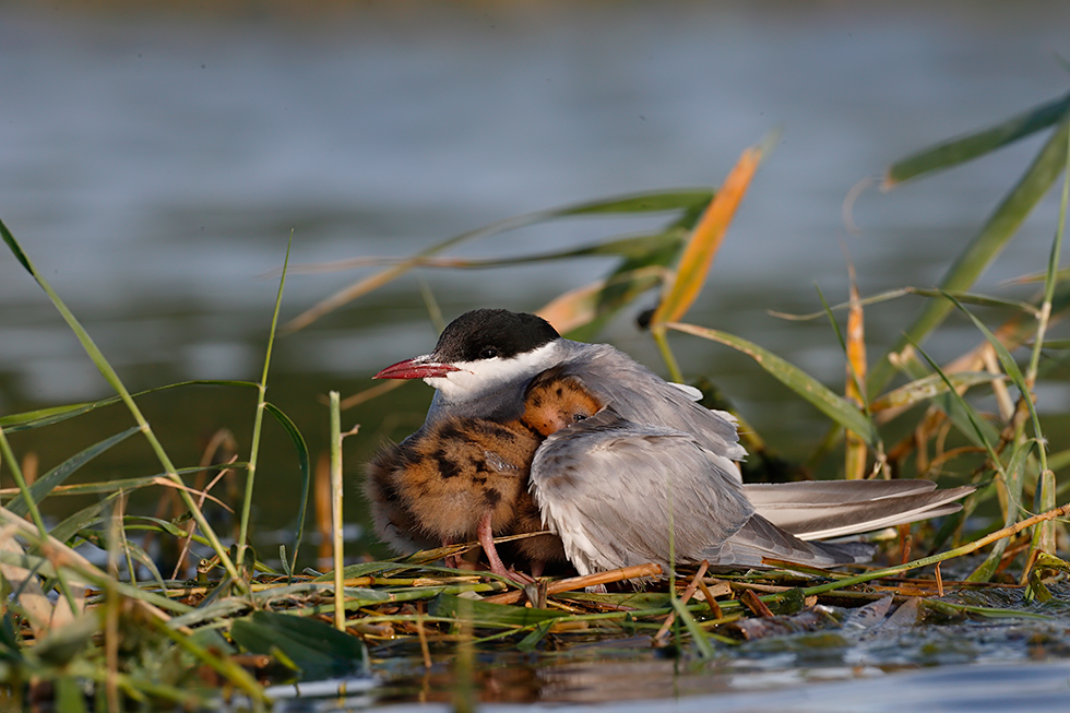 Amor maternal o paternal